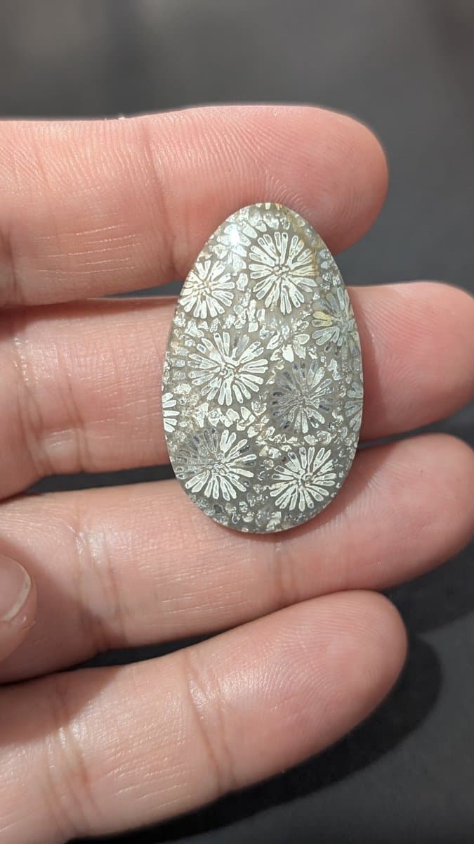Fossilised Coral Cabochon
