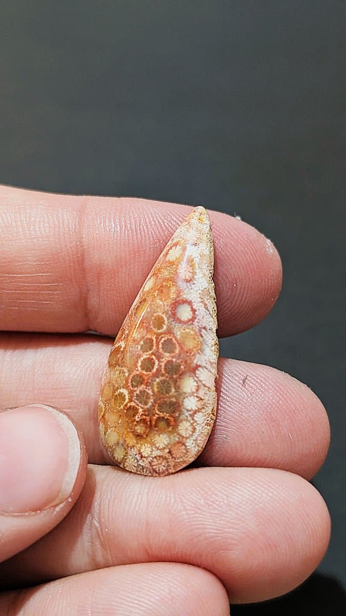 Red Fossilised Coral Cabochon